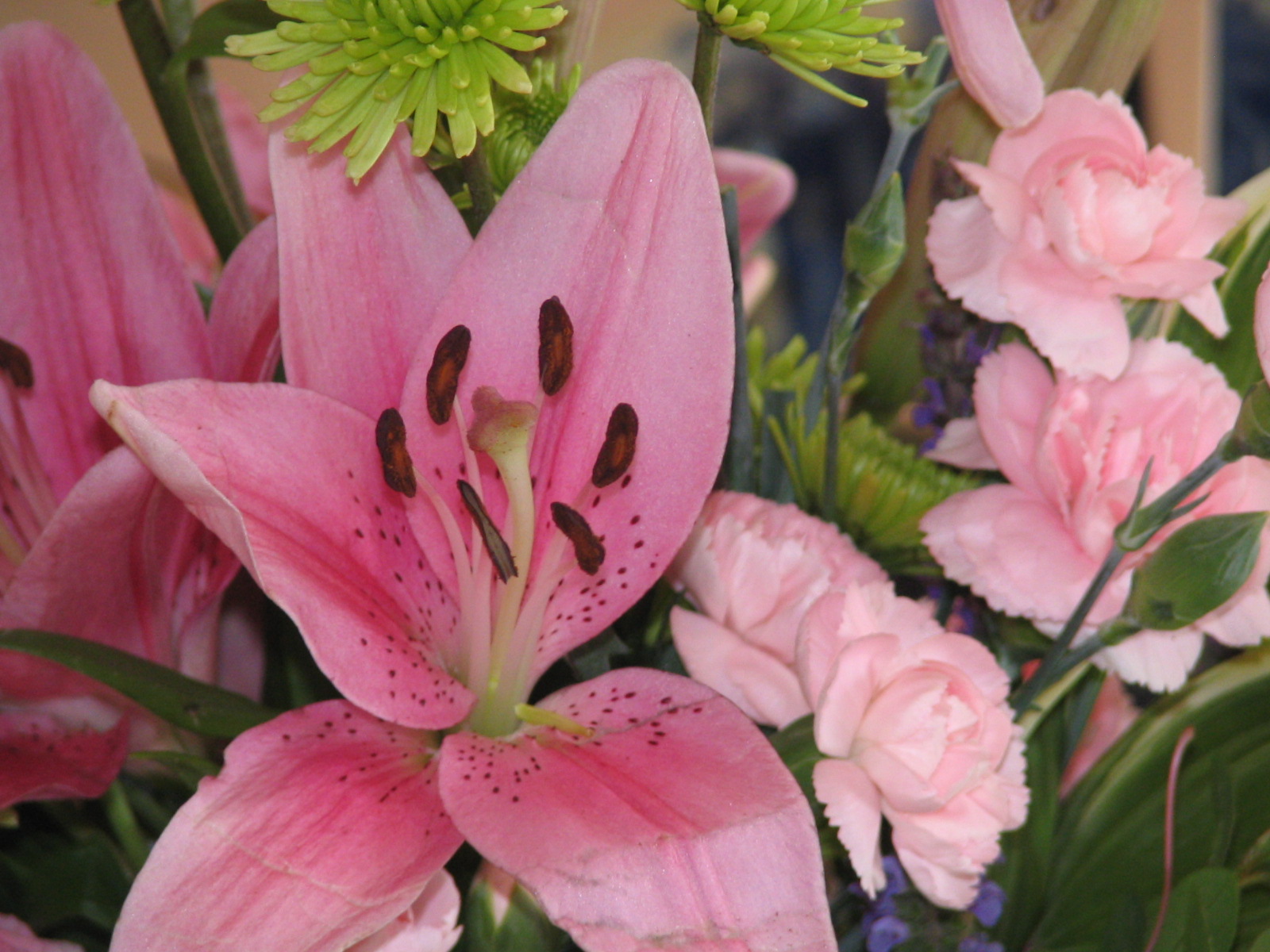 lily