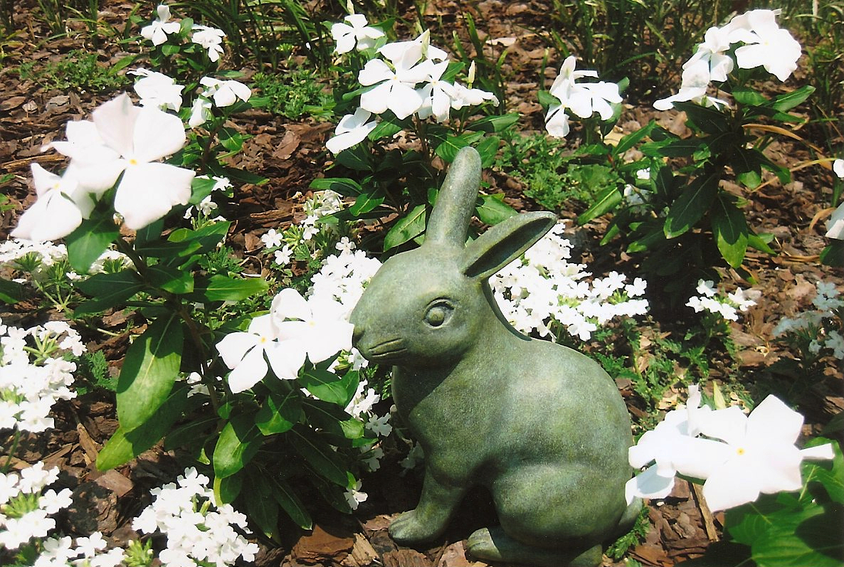 bunnypic