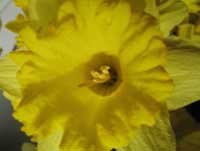 daff